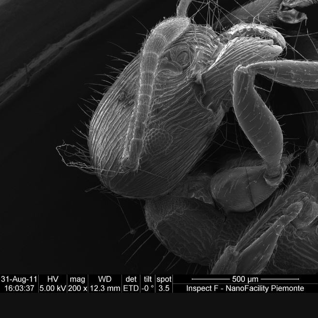La fabbrica delle nanostrutture