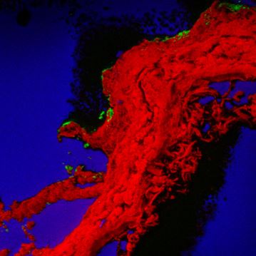 Viaggio nel Microcosmo: come tracciamo i farmaci del futuro