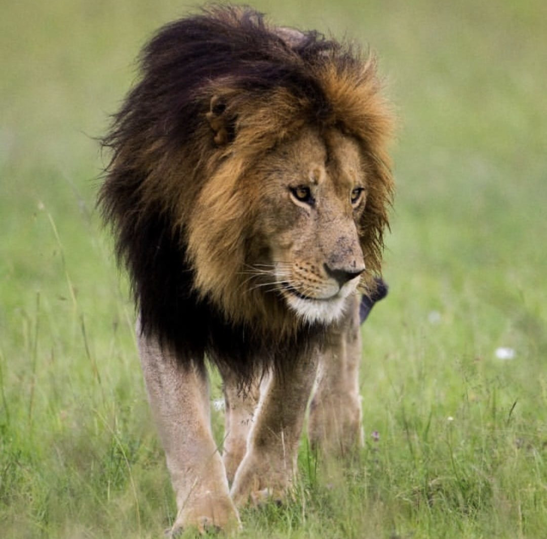 Leone nella savana