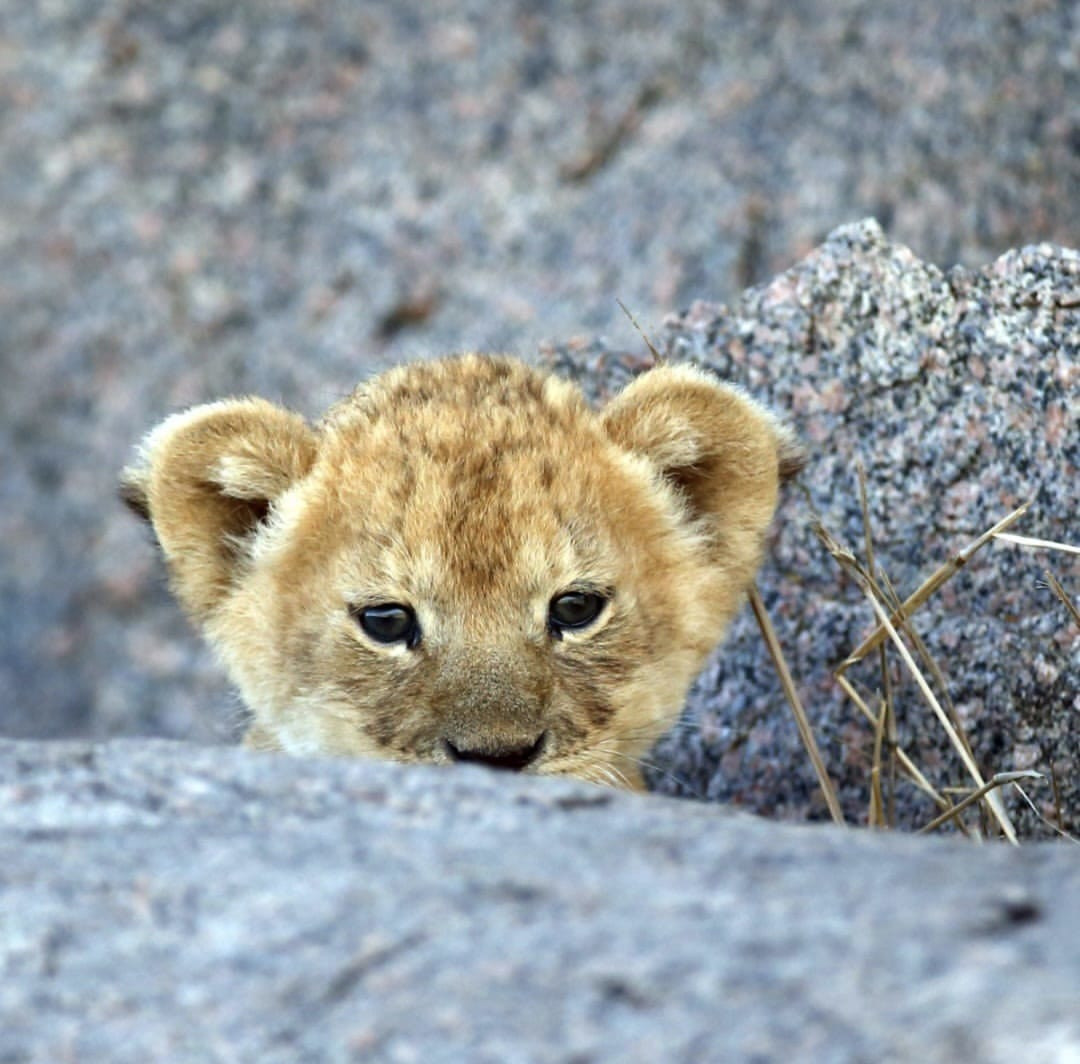 cucciolo di leone