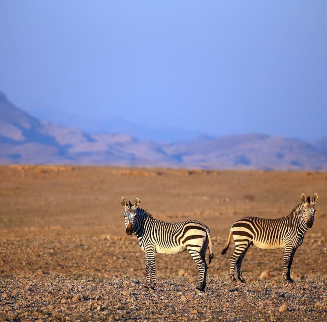 Zebre nella savana