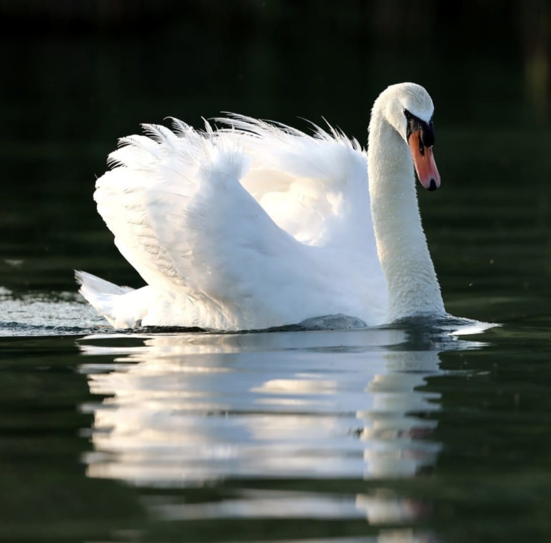 Cigno