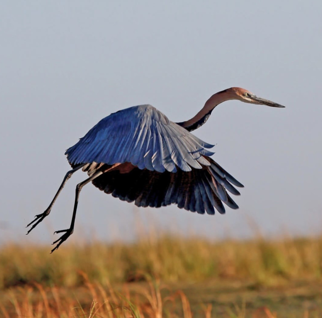 Airone in volo