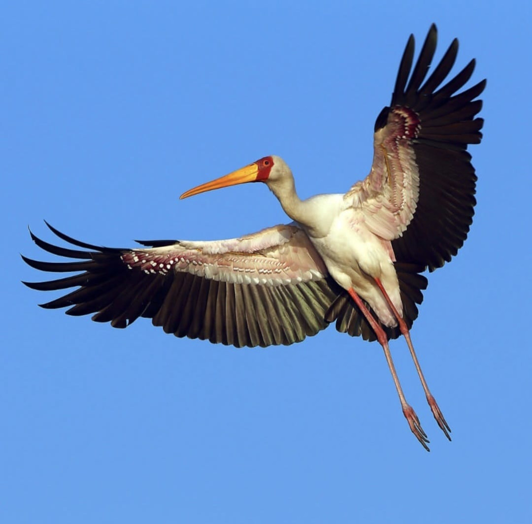 Cicogna in volo